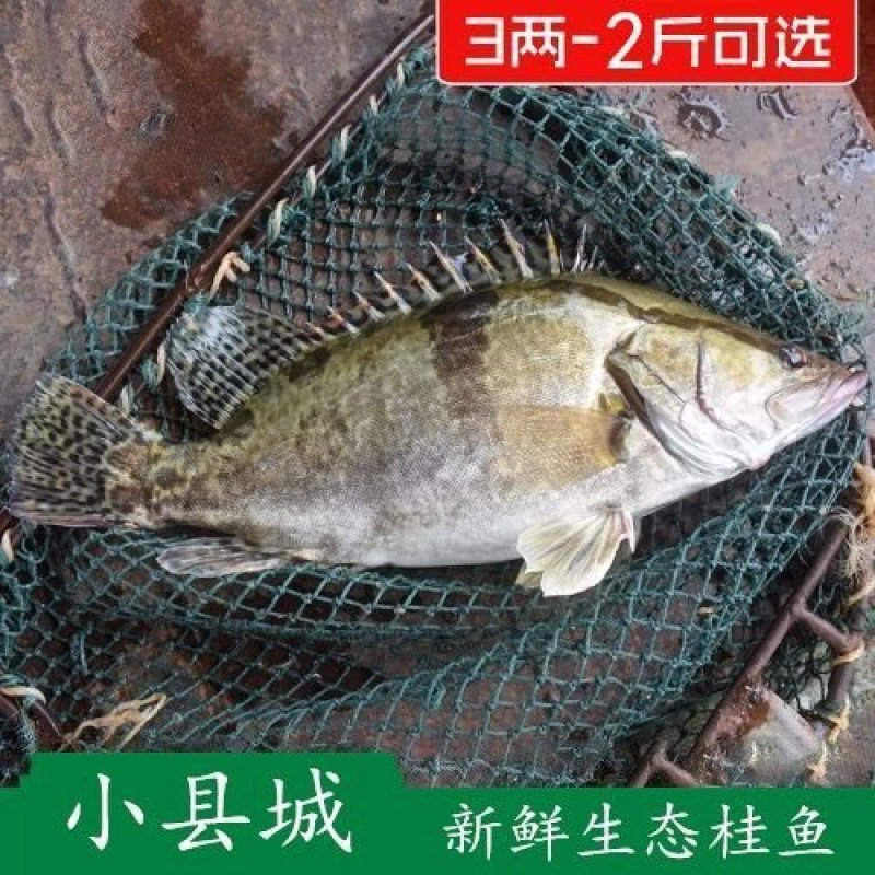 非臭鳜鱼活冻桂鱼新鲜桂花鱼新鲜鳜鱼冰鲜季花鱼鱼鳃包红不缺