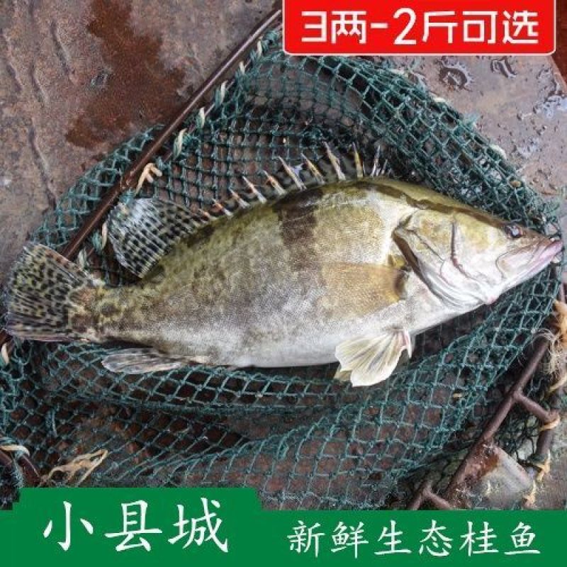非臭鳜鱼活冻桂鱼新鲜桂花鱼新鲜鳜鱼冰鲜季花鱼鱼鳃包红不缺
