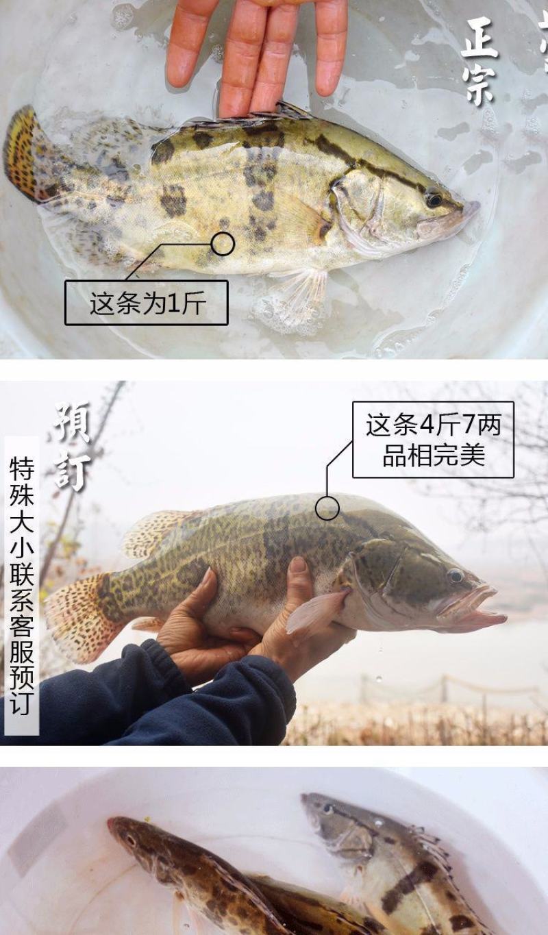 非臭鳜鱼活冻桂鱼新鲜桂花鱼新鲜鳜鱼冰鲜季花鱼鱼鳃包红不缺