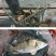非臭鳜鱼活冻桂鱼新鲜桂花鱼新鲜鳜鱼冰鲜季花鱼鱼鳃包红不缺