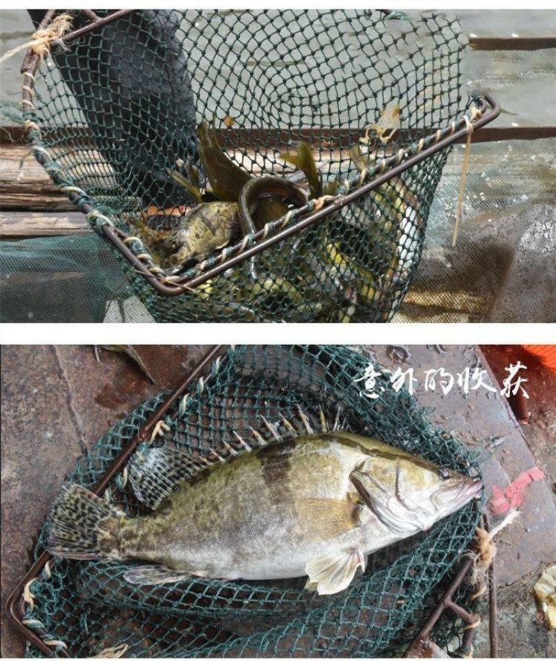 非臭鳜鱼活冻桂鱼新鲜桂花鱼新鲜鳜鱼冰鲜季花鱼鱼鳃包红不缺