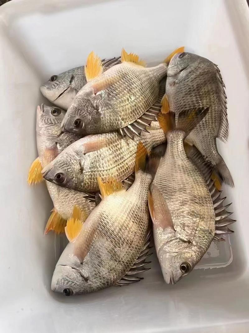 深海黄翅鱼黄鲷鱼黄立鱼黄颡鱼海捕肉质细腻