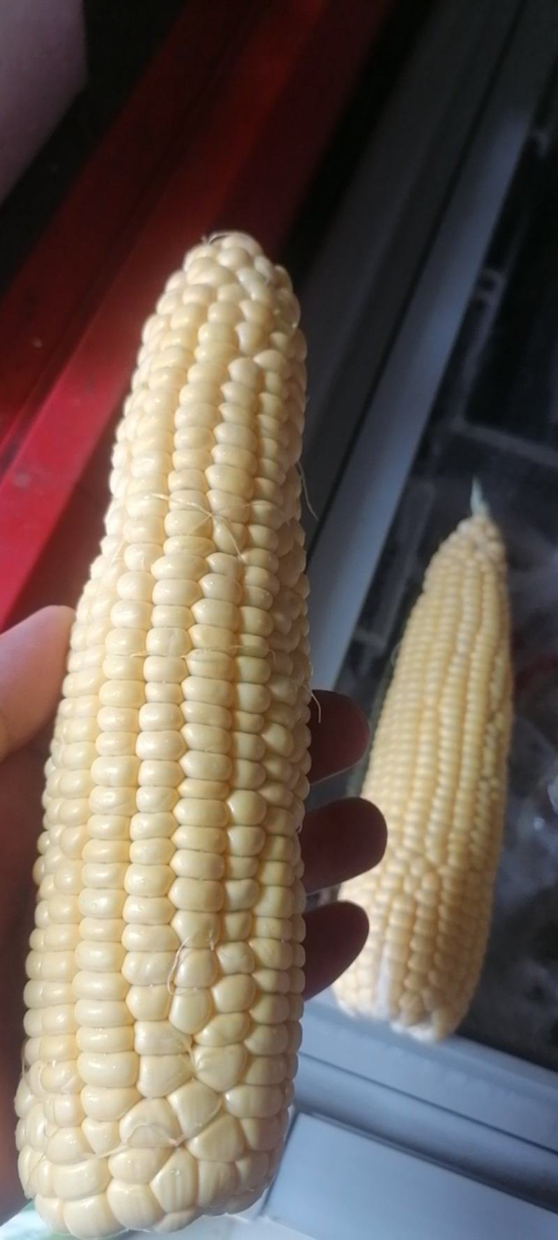 东昊运水果玉米