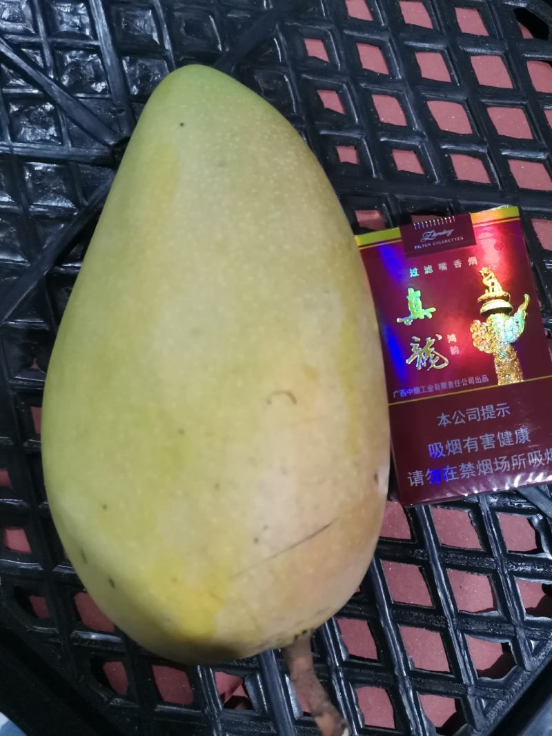广西百色田阳芒果红象芒果大量供应市场批发商对接电商