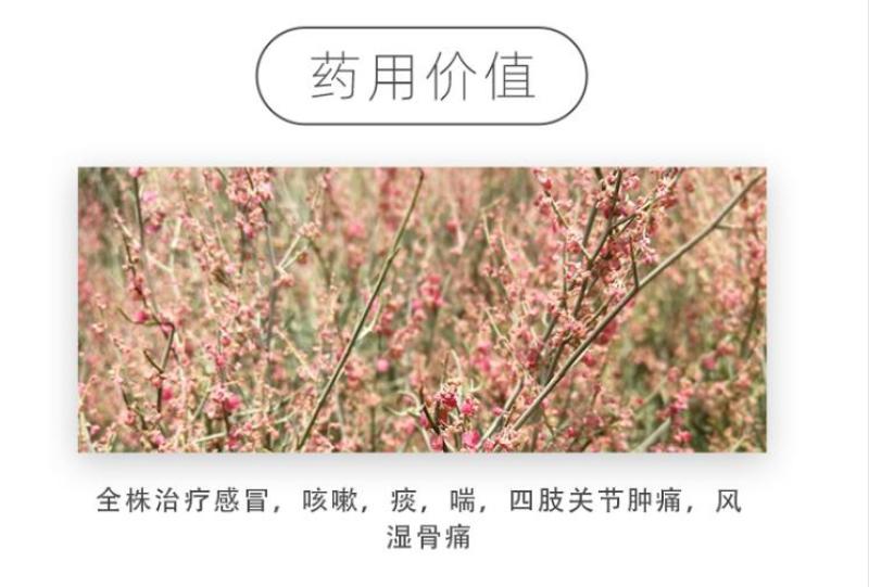 戟叶酸模种子林木种籽四季边坡护坡矿山生态修复恢复用种灌木