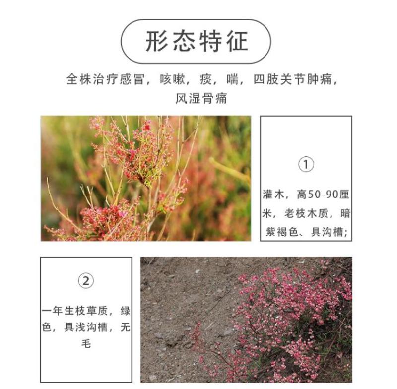 戟叶酸模种子林木种籽四季边坡护坡矿山生态修复恢复用种灌木