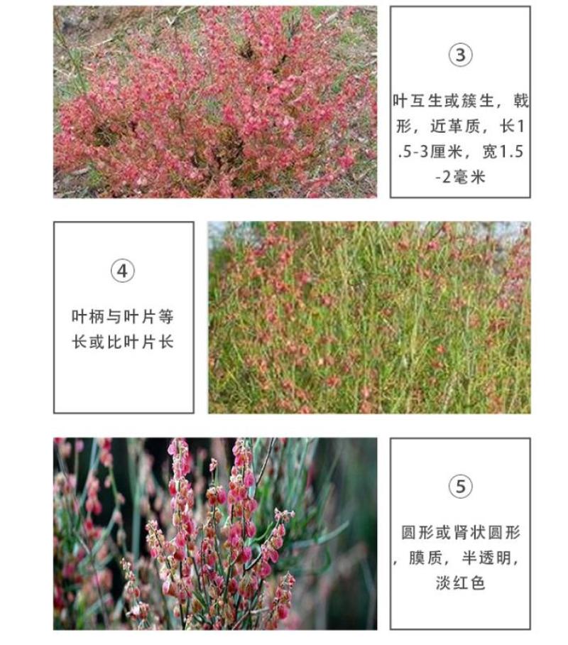 戟叶酸模种子林木种籽四季边坡护坡矿山生态修复恢复用种灌木