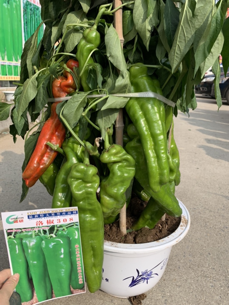 洛椒308：早熟丰产抗病品种，结果多而集中、抗高湿