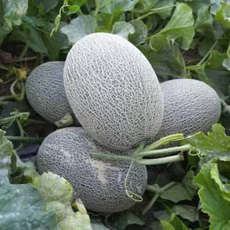 西州蜜