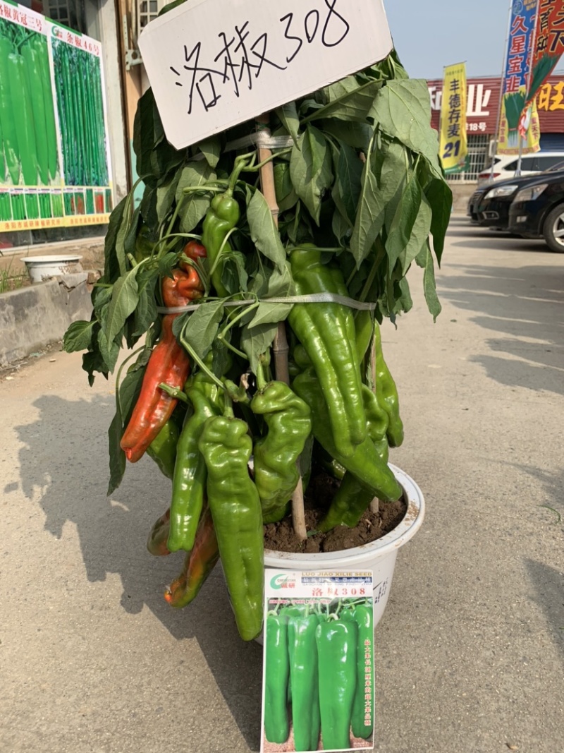 洛椒308：早熟丰产抗病品种，结果多而集中、抗高湿