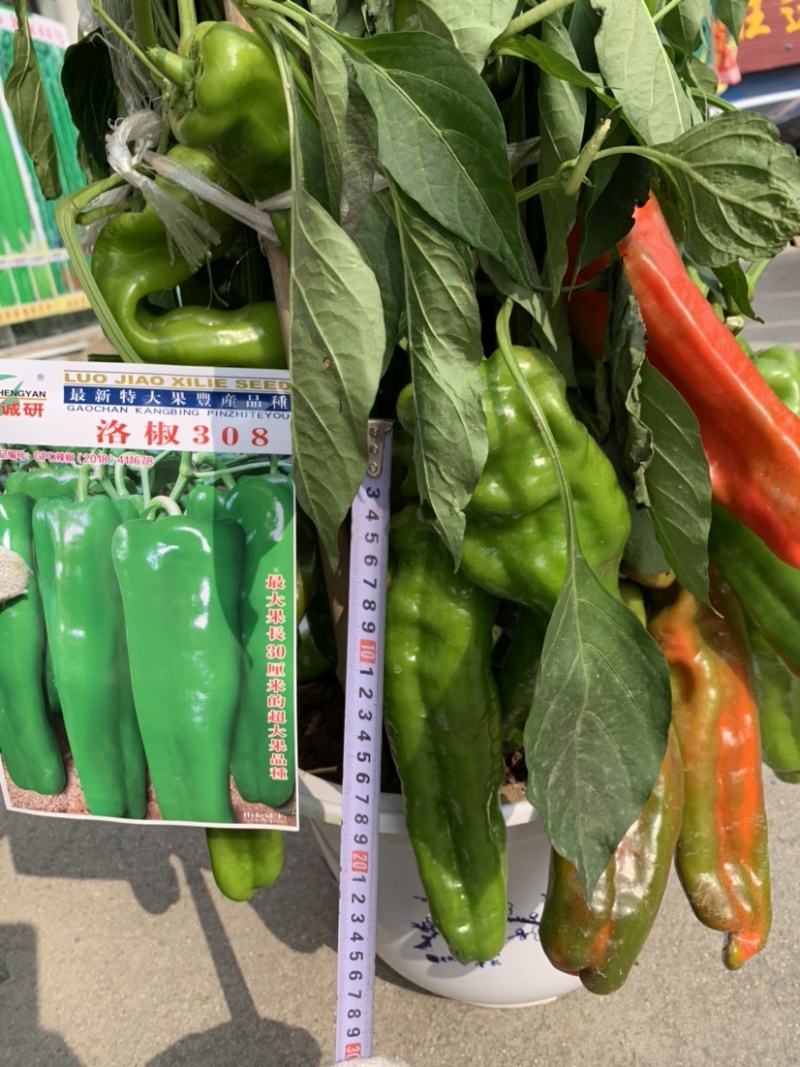 洛椒308：早熟丰产抗病品种，结果多而集中、抗高湿