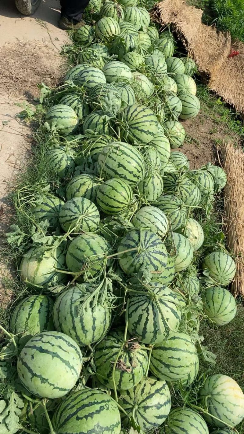8424，麒麟，美都