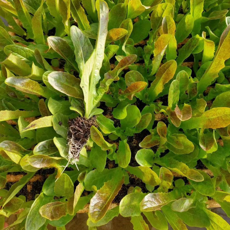 【推荐】莴笋苗通海县基地直发量大从优存活率保障！