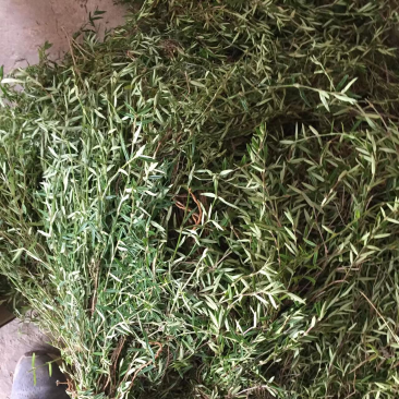 蛇舌草