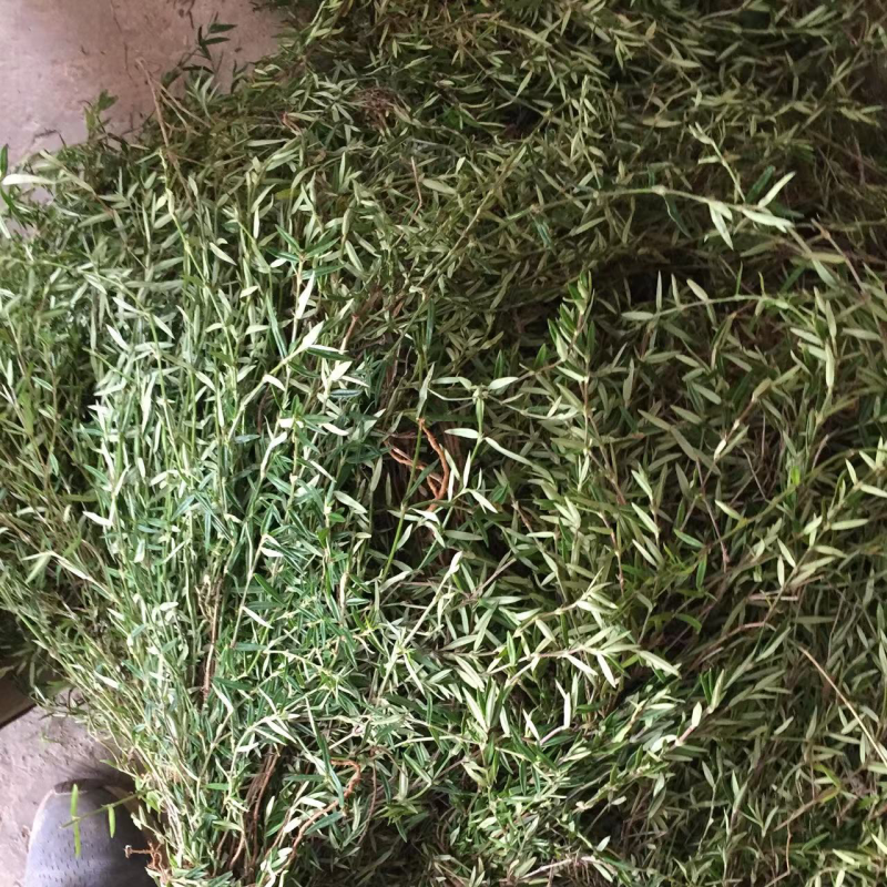蛇舌草