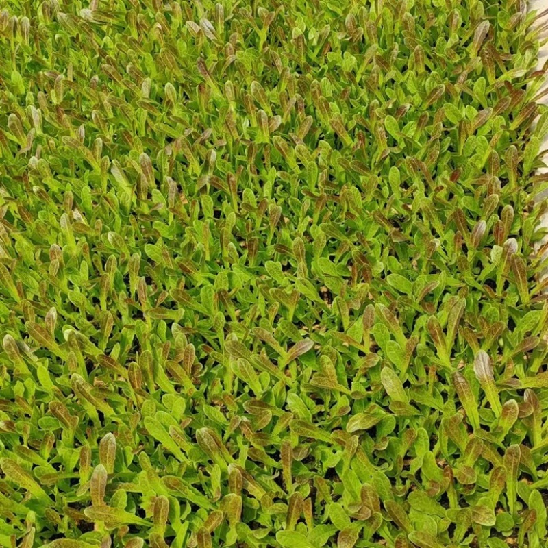 【推荐】莴笋苗通海县基地直发量大从优存活率保障！