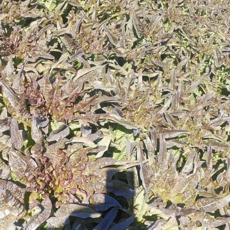 【推荐】莴笋苗通海县基地直发量大从优存活率保障！