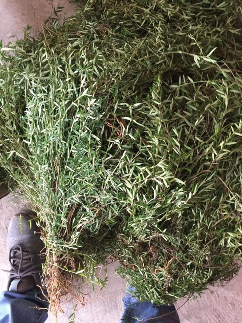 蛇舌草