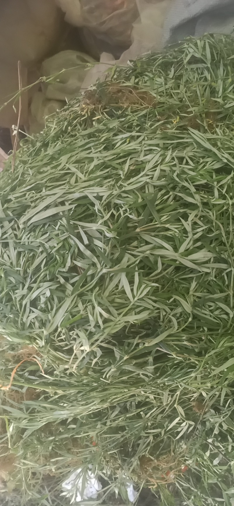 蛇舌草