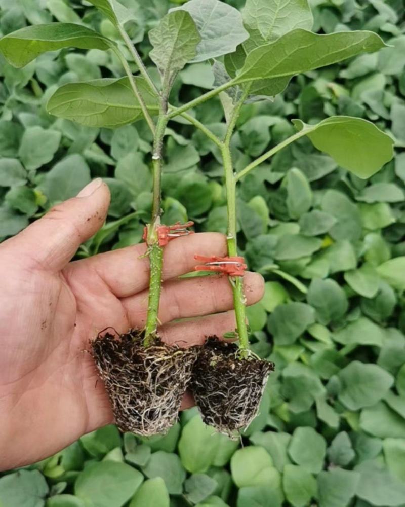 嫁接茄子苗长茄圆茄专业育苗品种规格齐全来电洽谈～