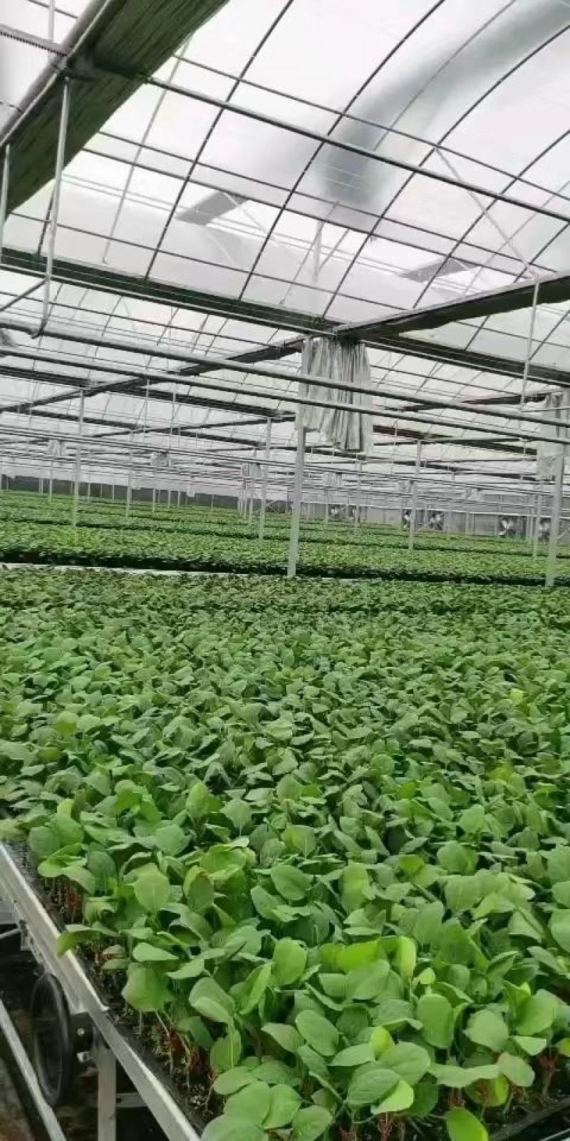 嫁接茄子苗长茄圆茄专业育苗品种规格齐全来电洽谈～