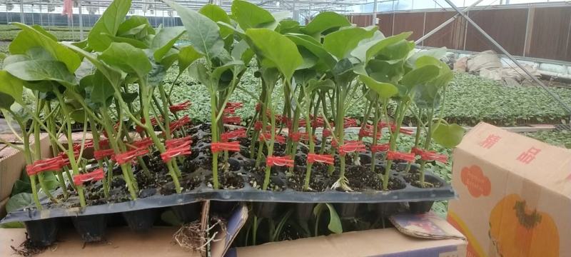 嫁接茄子苗长茄圆茄专业育苗品种规格齐全来电洽谈～
