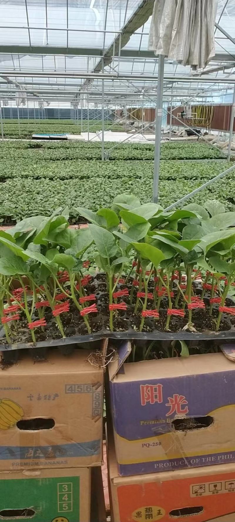 嫁接茄子苗长茄圆茄专业育苗品种规格齐全来电洽谈～