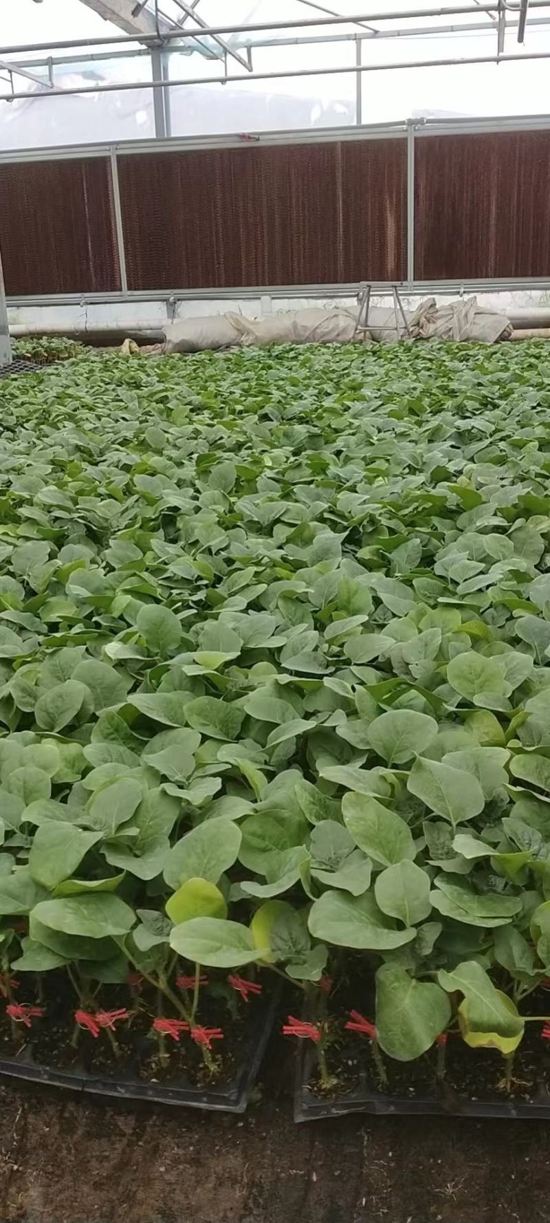 嫁接茄子苗长茄圆茄专业育苗品种规格齐全来电洽谈～