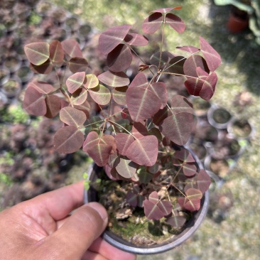 进口观叶花卉绿植盆栽火星酢浆三四叶蝴蝶草室内阳台庭院客厅