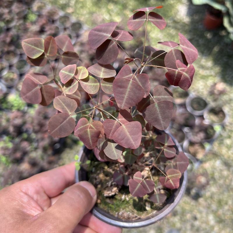 进口观叶花卉绿植盆栽火星酢浆三四叶蝴蝶草室内阳台庭院客厅