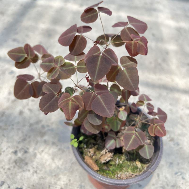 进口观叶花卉绿植盆栽火星酢浆三四叶蝴蝶草室内阳台庭院客厅
