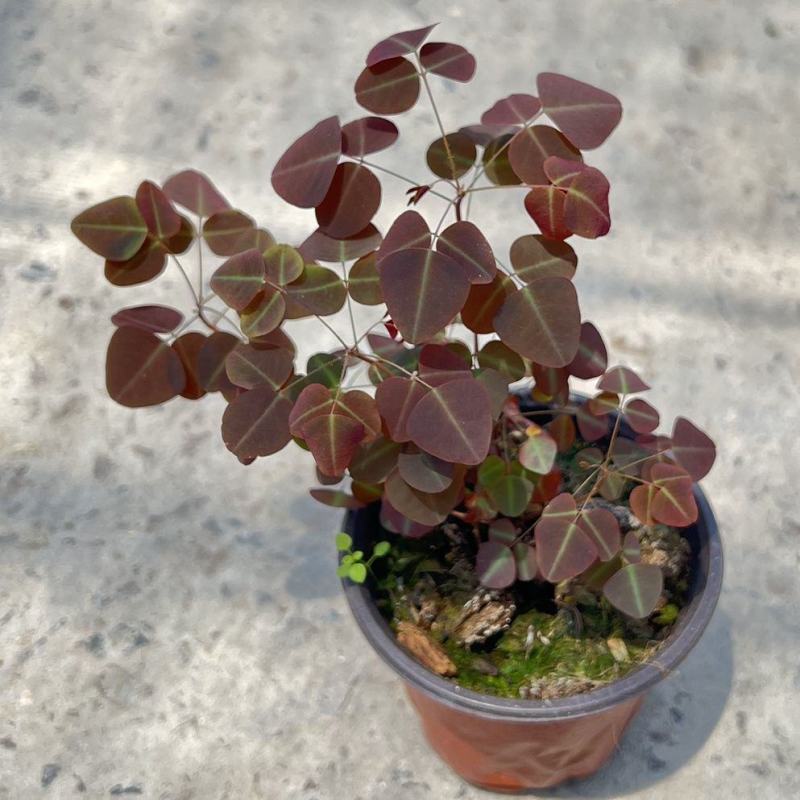 进口观叶花卉绿植盆栽火星酢浆三四叶蝴蝶草室内阳台庭院客厅