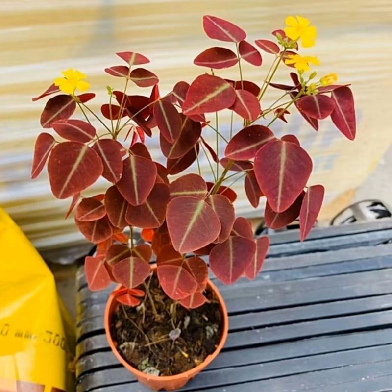 进口观叶花卉绿植盆栽火星酢浆三四叶蝴蝶草室内阳台庭院客厅