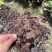 进口观叶花卉绿植盆栽火星酢浆三四叶蝴蝶草室内阳台庭院客厅