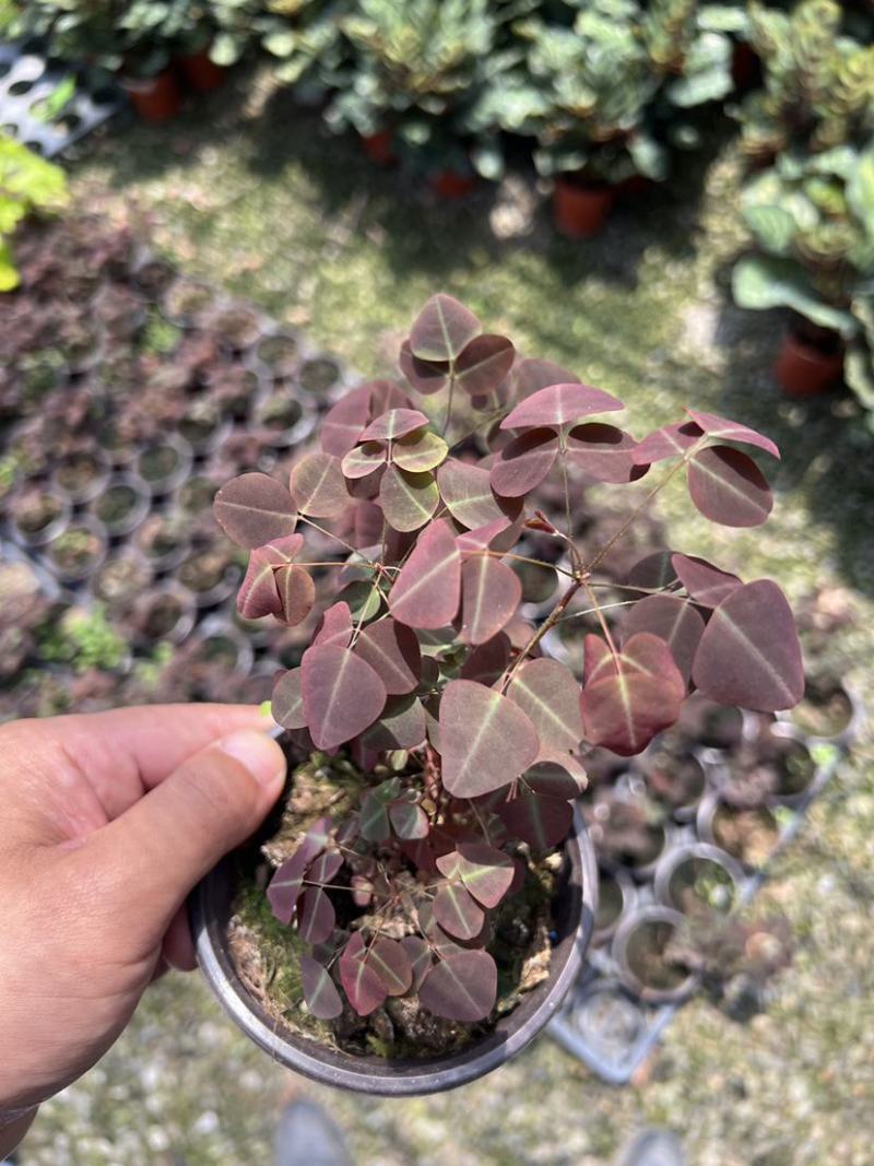 进口观叶花卉绿植盆栽火星酢浆三四叶蝴蝶草室内阳台庭院客厅