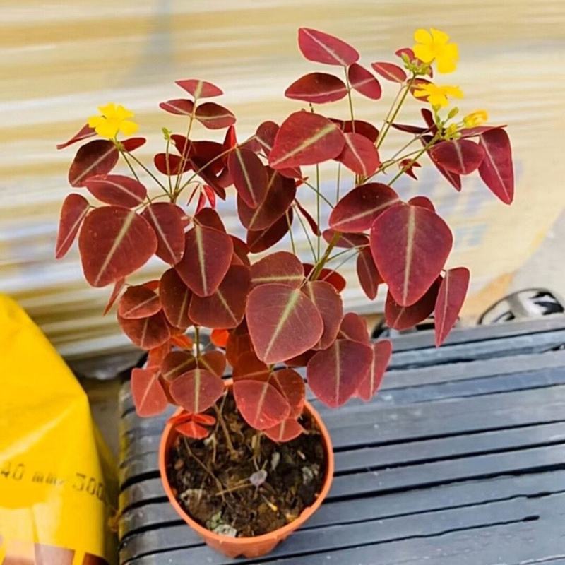 进口观叶花卉绿植盆栽火星酢浆三四叶蝴蝶草室内阳台庭院客厅