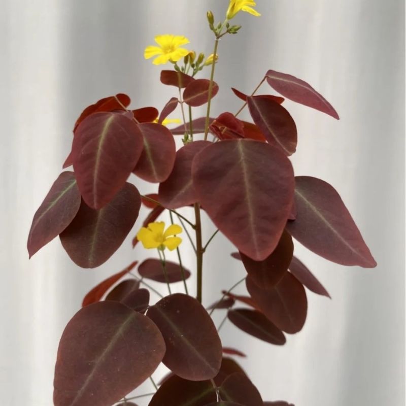 进口观叶花卉绿植盆栽火星酢浆三四叶蝴蝶草室内阳台庭院客厅