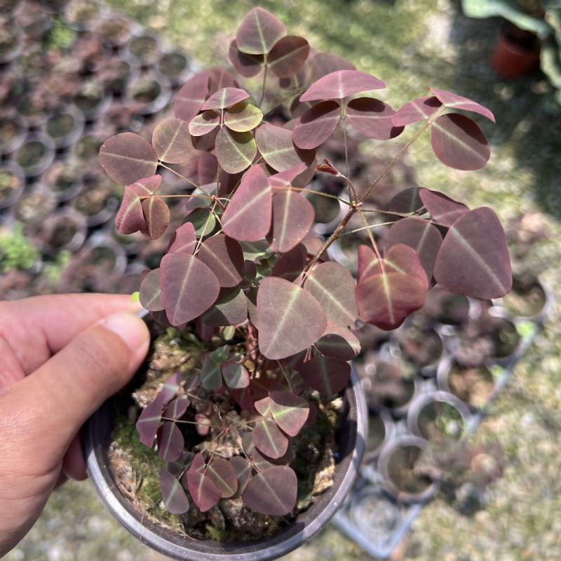 进口观叶花卉绿植盆栽火星酢浆三四叶蝴蝶草室内阳台庭院客厅