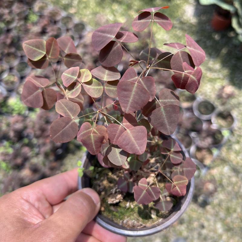 进口观叶花卉绿植盆栽火星酢浆三四叶蝴蝶草室内阳台庭院客厅