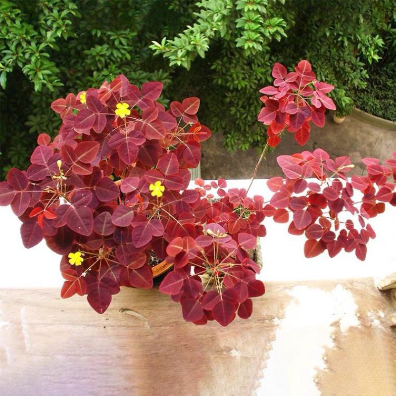 进口观叶花卉绿植盆栽火星酢浆三四叶蝴蝶草室内阳台庭院客厅