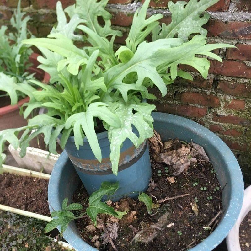 饲用苦荬菜种子牧草籽牛羊鸡鸭鹅兔鱼猪草买卖麦麻南北方包邮