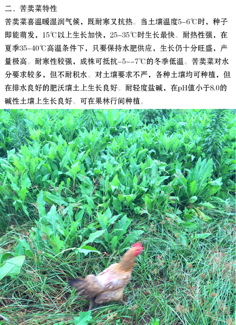 饲用苦荬菜种子牧草籽牛羊鸡鸭鹅兔鱼猪草买卖麦麻南北方包邮