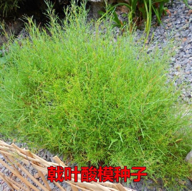 戟叶酸模种子茎多分枝老技木质叶簇生生长海拔高或沟