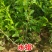 水蜡，水蜡绿篱，保定水蜡种植基地，自产自销无中介！