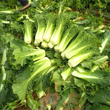 泸西大白菜，秋绿，铁头一年四季都有，发往全国各地，