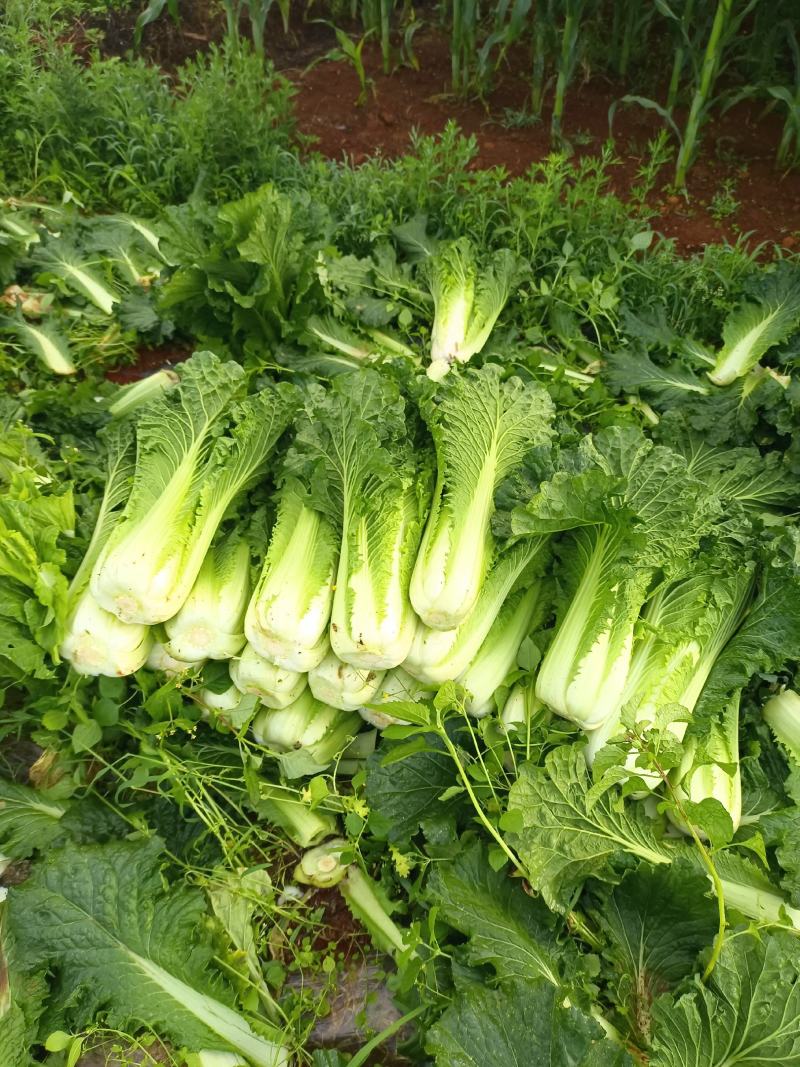 泸西大白菜，秋绿，铁头一年四季都有，发往全国各地，
