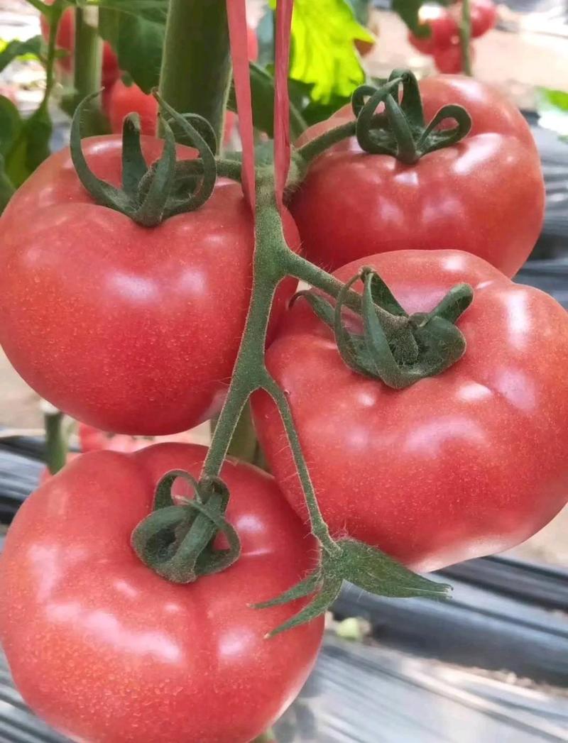 西红柿，番茄，产地供应看货论价，保质保量欢迎订购