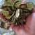 苦瓜干苦瓜片，烘干苦瓜片苦瓜干，新鲜苦瓜干大量上市