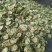 苦瓜干苦瓜片，烘干苦瓜片苦瓜干，新鲜苦瓜干大量上市