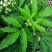 纯野生新鲜接骨草贵州野生八棱麻大臭草接骨草根